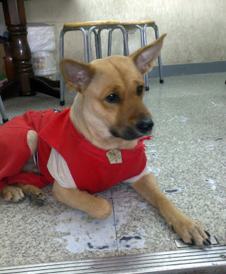 [Dog]早餐店的四隻小狗 - 阿祥的網路筆記本