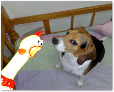 [Dog]紅豆大戰雞型玩具！ - 阿祥的網路筆記本