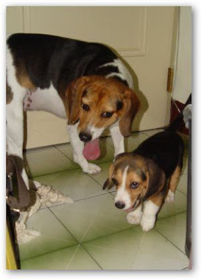 [Dog]小毛豆來報到！ - 阿祥的網路筆記本