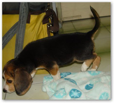 [Dog]小毛豆來報到！ - 阿祥的網路筆記本