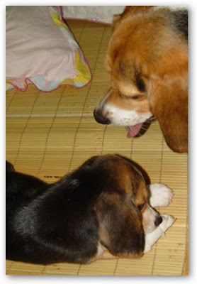 [Dog]小毛豆來報到！ - 阿祥的網路筆記本