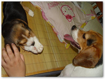 [Dog]小毛豆來報到！ - 阿祥的網路筆記本