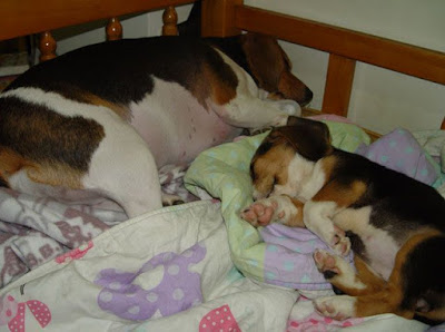 [Dog]小毛豆第五天生活寫真！ - 阿祥的網路筆記本