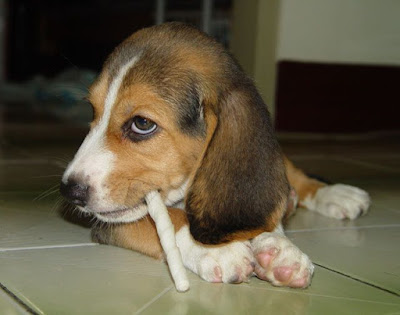 [Dog]小毛豆第五天生活寫真！ - 阿祥的網路筆記本