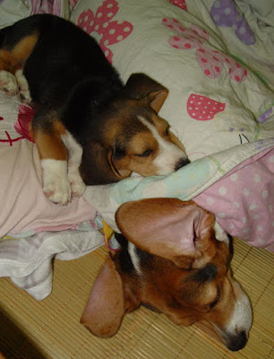 [Dog]小毛豆第五天生活寫真！ - 阿祥的網路筆記本