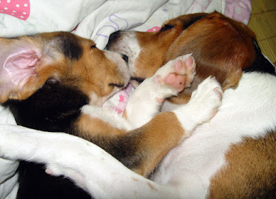 [Dog]讓人又愛又恨的小寶貝－毛豆一歲生日快樂！ - 阿祥的網路筆記本