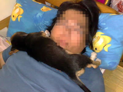 [Dog]讓人又愛又恨的小寶貝－毛豆一歲生日快樂！ - 阿祥的網路筆記本