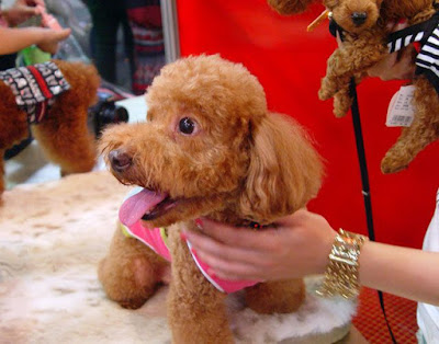 [Event]2009台北水族暨寵物用品展一日遊！ - 阿祥的網路筆記本