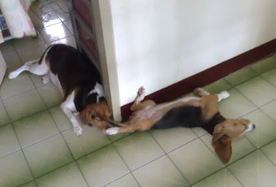 [Dog]「轟轟小戰隊」隊員毛豆滿四個月啦！ - 阿祥的網路筆記本