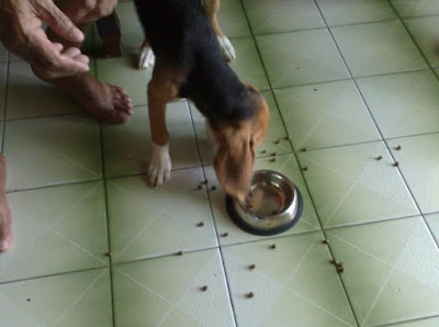 [Dog]「轟轟小戰隊」隊員毛豆滿四個月啦！ - 阿祥的網路筆記本