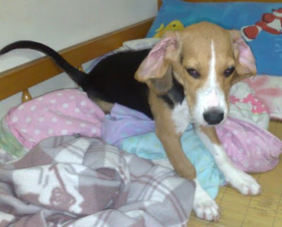 [Dog]「轟轟小戰隊」隊員毛豆滿四個月啦！ - 阿祥的網路筆記本