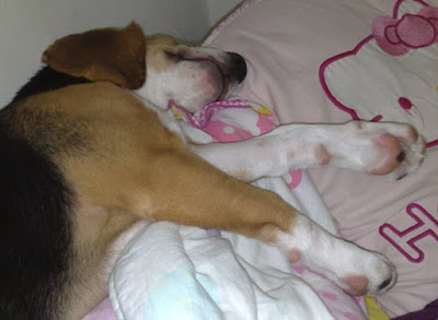 [Dog]「轟轟小戰隊」隊員毛豆滿四個月啦！ - 阿祥的網路筆記本