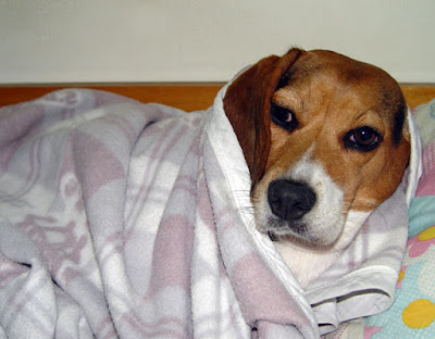 [Dog]怪咖紅豆和小被被！ - 阿祥的網路筆記本