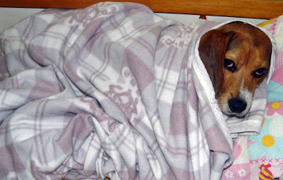 [Dog]怪咖紅豆和小被被！ - 阿祥的網路筆記本