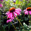 Echinacea "Magnus"