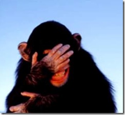 embarrassed-chimpanzee