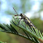 Longnosed weevil