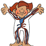 science_circulatory_system.jpg
