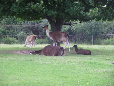 Safari Park, Waterloo, Canada