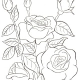 rosas.jpg