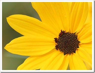 101031_perennial_sunflower