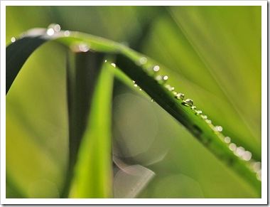 101022_rain_lemongrass_abstract