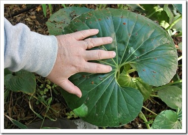 101027_farfugium-japonicum-giganteum_with_hand