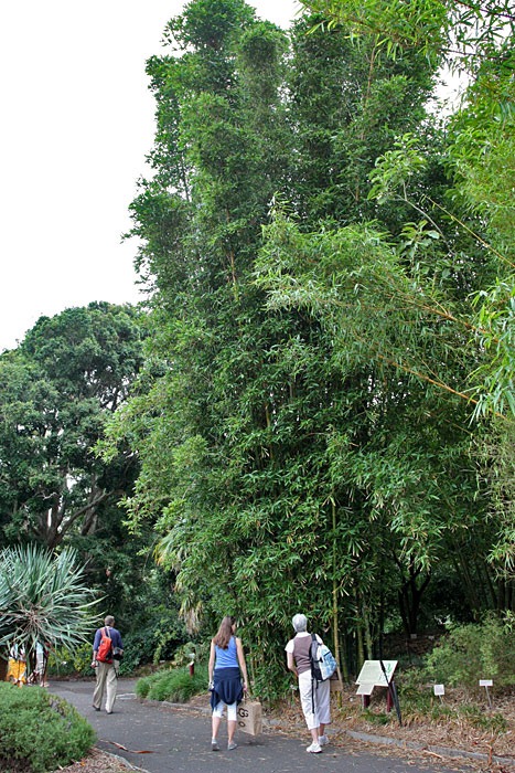 [Bambusa-oldhamii-Royal-Bot-Garden-Sydney_06[5].jpg]