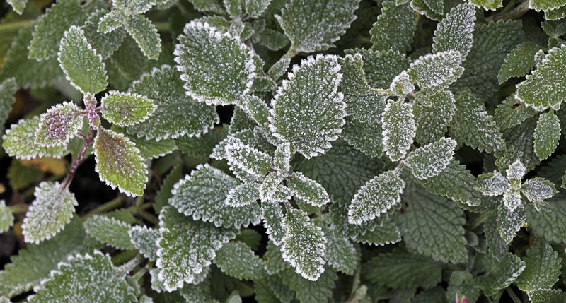 [101216_catmint_with_frost[2].jpg]
