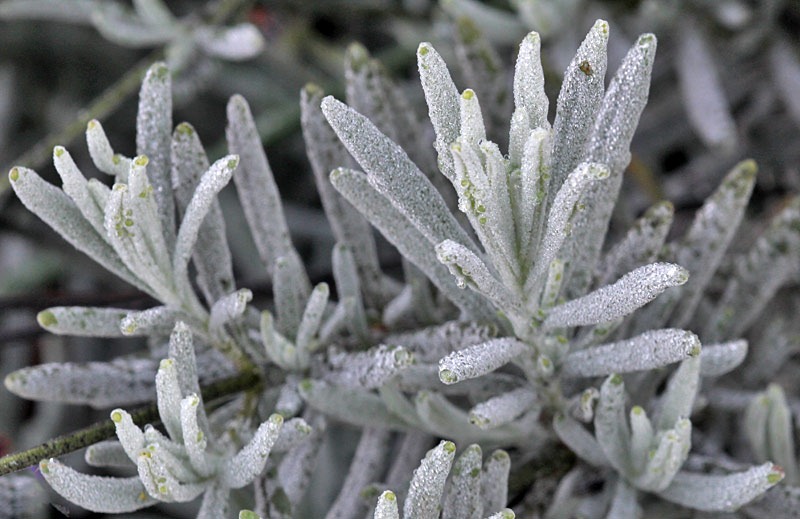 [101216_lavender-with-frost[2].jpg]