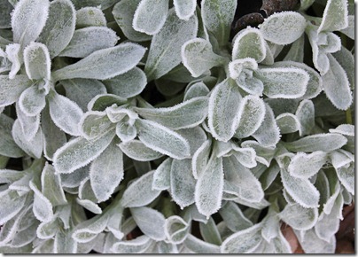 110110_frost_salvia_