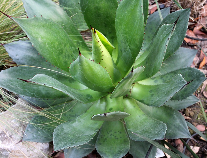 [110110_frost_agave_chiapensis[2].jpg]