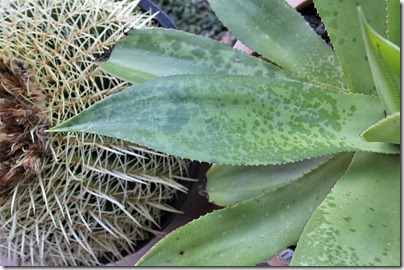 110110_frost_agave_celsii