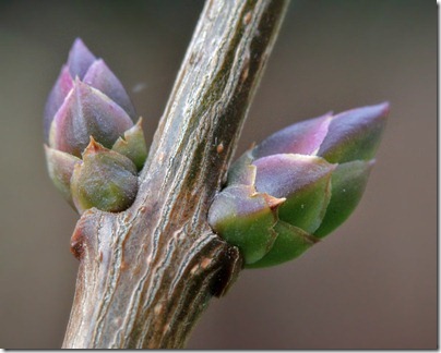 110125_lilac_bud1