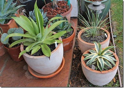 110216_potted_agaves