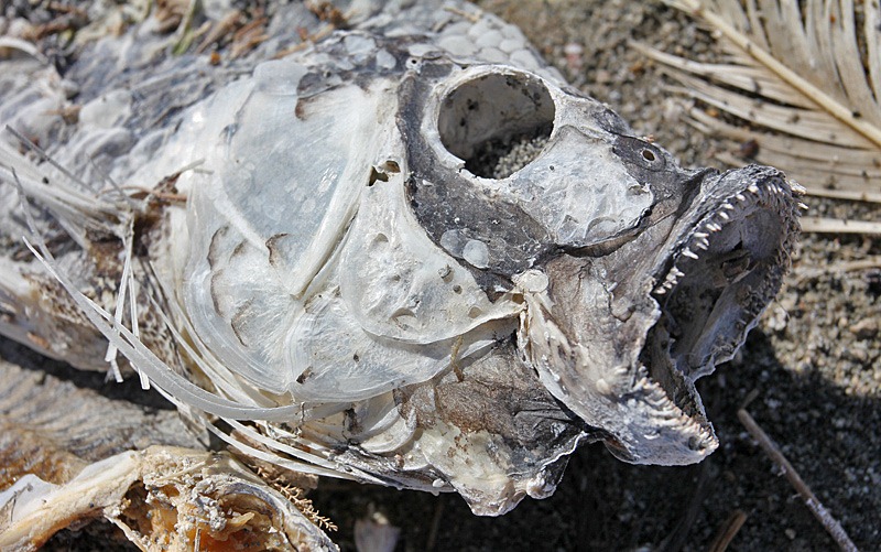 [110222_salton_sea_dead_fish[2].jpg]