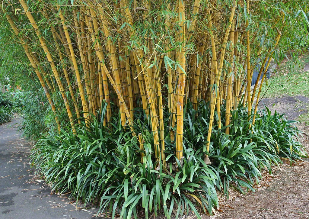 [Bambusa-vulgaris-Vittata-Royal-Bot-Garden-Sydney-091227_04[3].jpg]