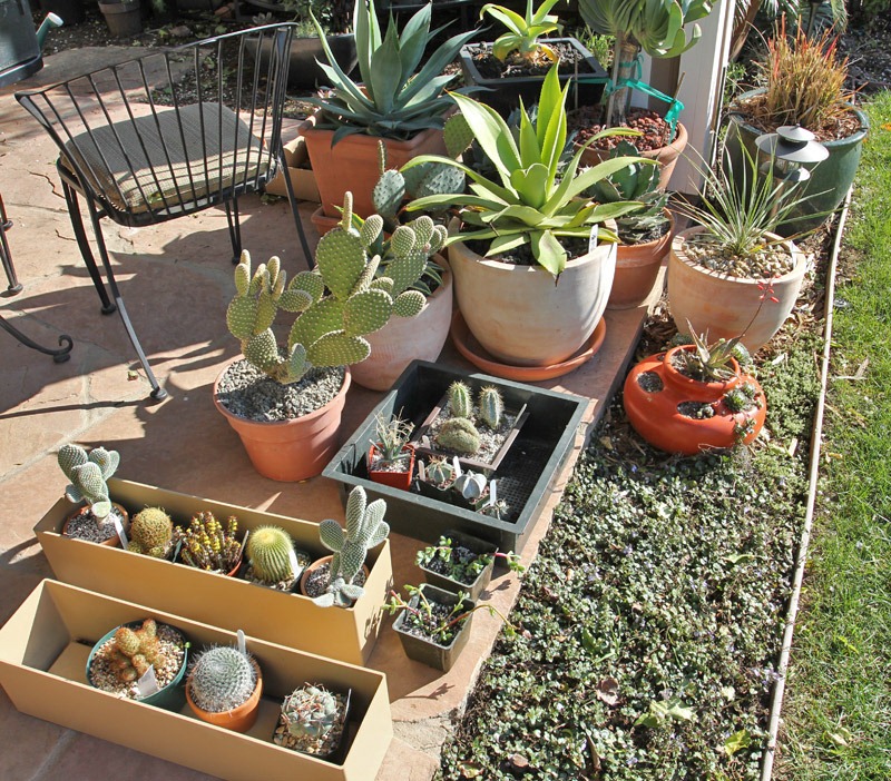 [110328_potted_succs[2].jpg]