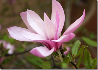 110402_pink_magnolia