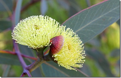 Eucalyptus-preissiana_11