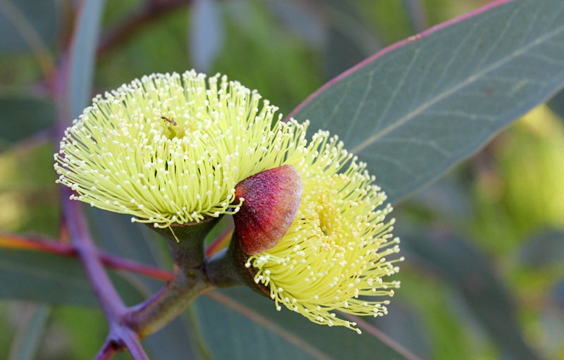 [Eucalyptus-preissiana_11[2].jpg]