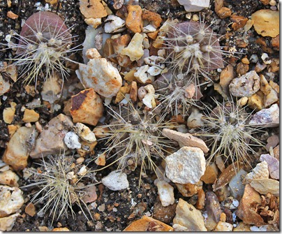 110502_cactus-seedlings