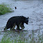 Alaskian Black Bear, Goin' On A Bear Hunt!