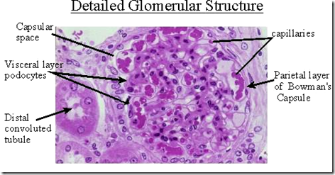 histology renal capsule bowman structure glomerulus urinary anatomy corpuscles tract micro dia oval