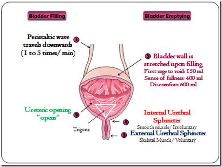 菜頭的隨手記事: Bladder physiology and micturition