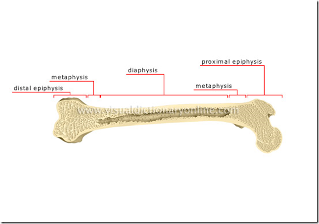 Bones of upper limb, lower limb and vertebrae (Part 2)