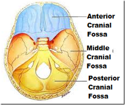 anterior cranial fossa, middle cranial fossa, posterior cranial fossa