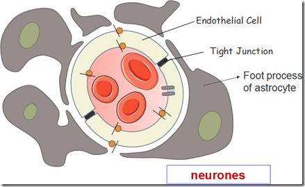 blood brain barrier function blood brain barrier function