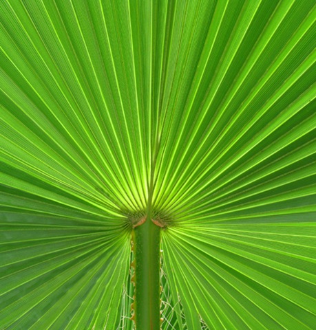 [Palm Leaf-5[5].jpg]