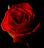 Crimson_Rose_by_OrangeRoom